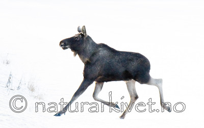 BB 13 0032 / Alces alces / Elg